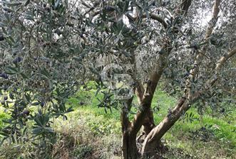 ORHANGAZİ ÇAKIRLI MAHALLESİ 1037 M2 SATILIK ZEYTİNLİK - 2 - 331207