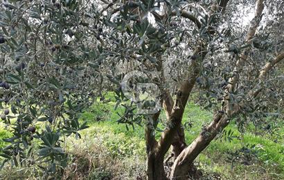 ORHANGAZİ ÇAKIRLI MAHALLESİ 1037 M2 SATILIK ZEYTİNLİK