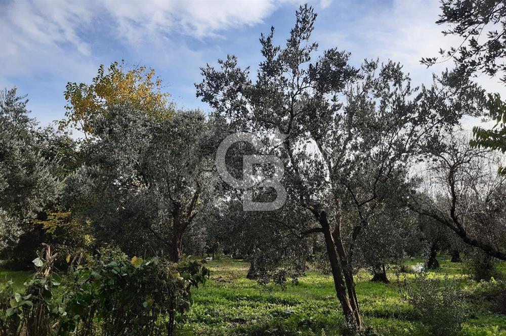 ORHANGAZİ ÇAKIRLI MAHALLESİ 1037 M2 SATILIK ZEYTİNLİK