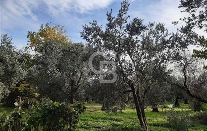 ORHANGAZİ ÇAKIRLI MAHALLESİ 1037 M2 SATILIK ZEYTİNLİK