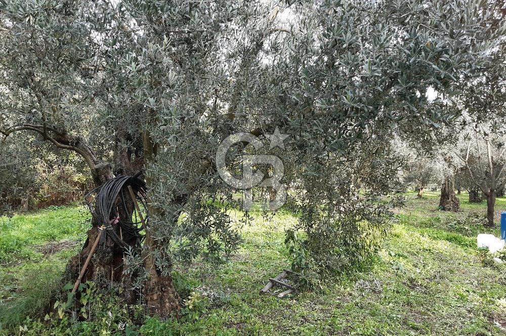 ORHANGAZİ ÇAKIRLI MAHALLESİ 1037 M2 SATILIK ZEYTİNLİK