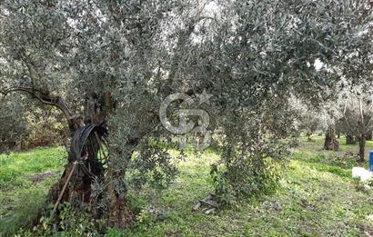 ORHANGAZİ ÇAKIRLI MAHALLESİ 1037 M2 SATILIK ZEYTİNLİK