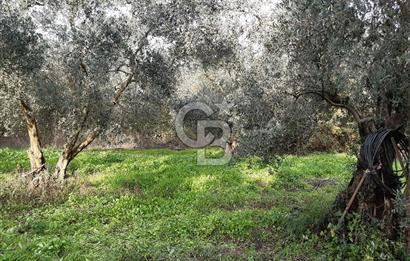ORHANGAZİ ÇAKIRLI MAHALLESİ 1037 M2 SATILIK ZEYTİNLİK