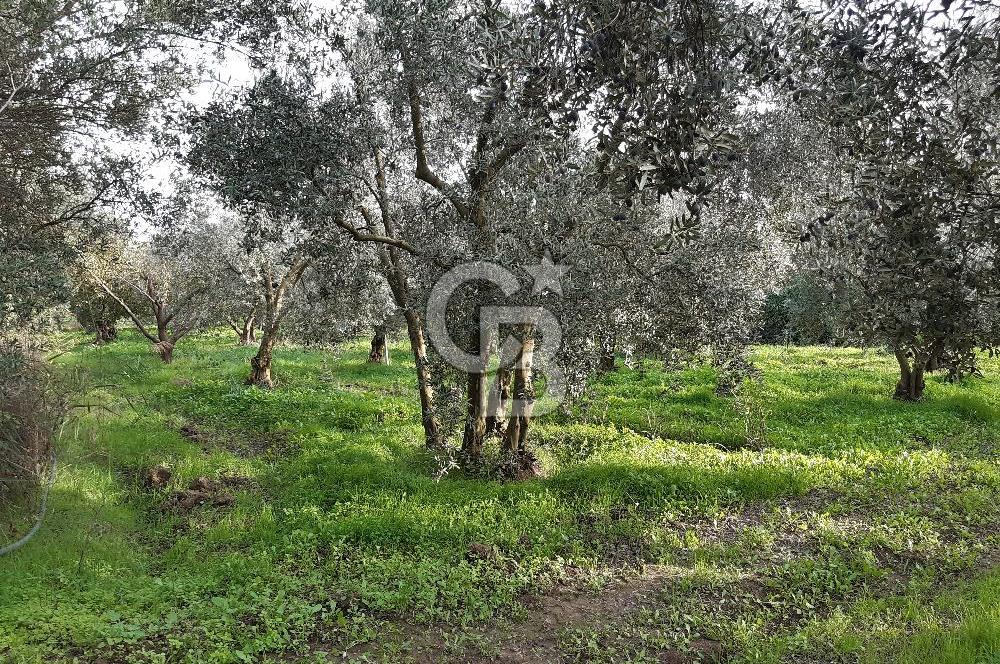 ORHANGAZİ ÇAKIRLI MAHALLESİ 1037 M2 SATILIK ZEYTİNLİK