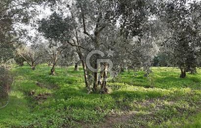 ORHANGAZİ ÇAKIRLI MAHALLESİ 1037 M2 SATILIK ZEYTİNLİK