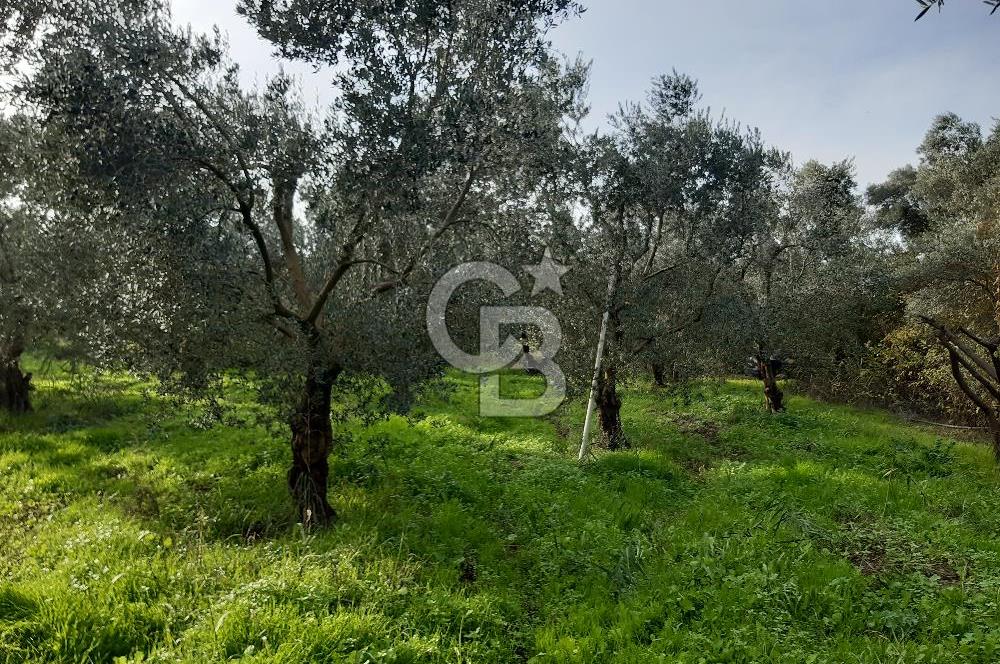 ORHANGAZİ ÇAKIRLI MAHALLESİ 1037 M2 SATILIK ZEYTİNLİK