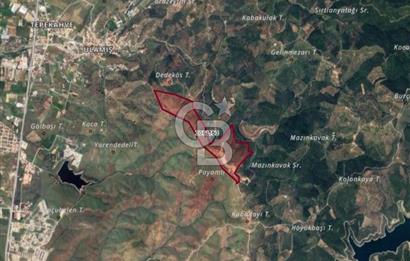 SEFERİHİSAR ULAMIŞTA 409 DÖNÜM FISTIK ÇAMI ARAZİSİ TAHSİS DEVRİ