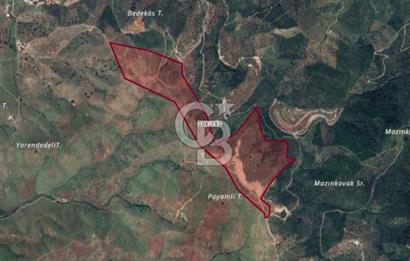 SEFERİHİSAR ULAMIŞTA 409 DÖNÜM FISTIK ÇAMI ARAZİSİ TAHSİS DEVRİ