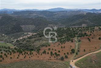 SEFERİHİSAR ULAMIŞTA 409 DÖNÜM FISTIK ÇAMI ARAZİSİ TAHSİS DEVRİ - 1 - 331297