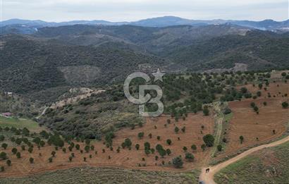 SEFERİHİSAR ULAMIŞTA 409 DÖNÜM FISTIK ÇAMI ARAZİSİ TAHSİS DEVRİ