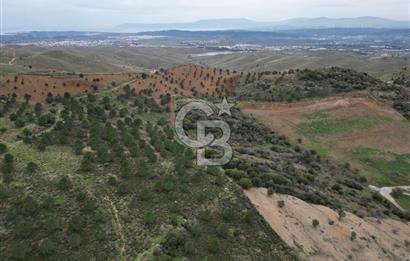 SEFERİHİSAR ULAMIŞTA 409 DÖNÜM FISTIK ÇAMI ARAZİSİ TAHSİS DEVRİ