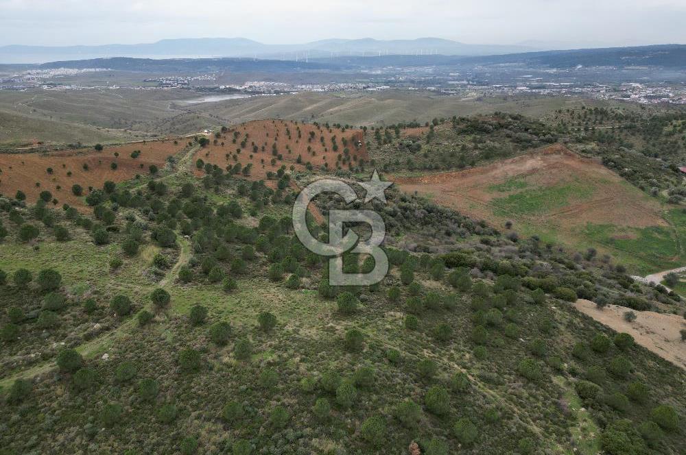 SEFERİHİSAR ULAMIŞTA 409 DÖNÜM FISTIK ÇAMI ARAZİSİ TAHSİS DEVRİ