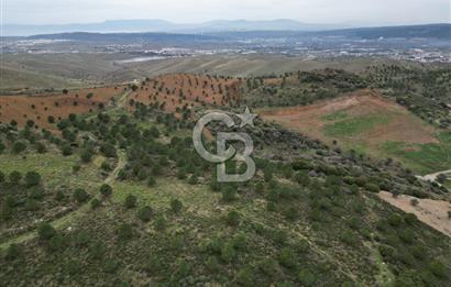 SEFERİHİSAR ULAMIŞTA 409 DÖNÜM FISTIK ÇAMI ARAZİSİ TAHSİS DEVRİ