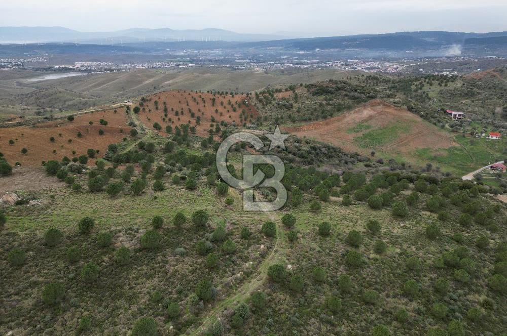 SEFERİHİSAR ULAMIŞTA 409 DÖNÜM FISTIK ÇAMI ARAZİSİ TAHSİS DEVRİ