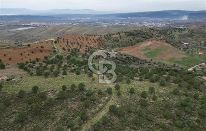 SEFERİHİSAR ULAMIŞTA 409 DÖNÜM FISTIK ÇAMI ARAZİSİ TAHSİS DEVRİ