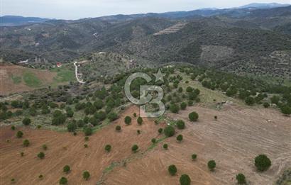 SEFERİHİSAR ULAMIŞTA 409 DÖNÜM FISTIK ÇAMI ARAZİSİ TAHSİS DEVRİ