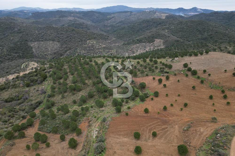 SEFERİHİSAR ULAMIŞTA 409 DÖNÜM FISTIK ÇAMI ARAZİSİ TAHSİS DEVRİ