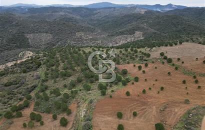 SEFERİHİSAR ULAMIŞTA 409 DÖNÜM FISTIK ÇAMI ARAZİSİ TAHSİS DEVRİ