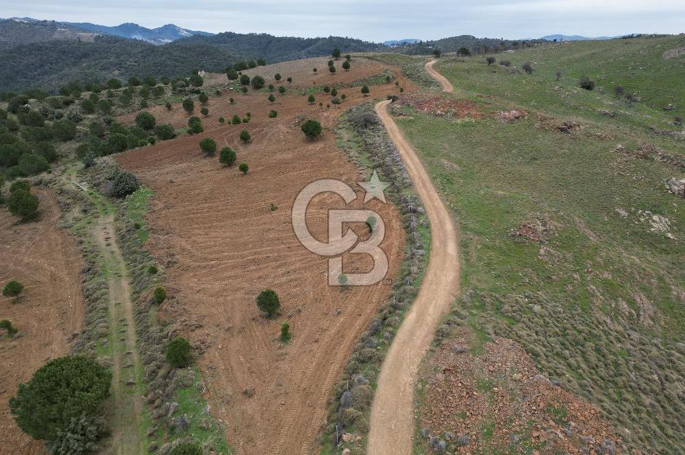 SEFERİHİSAR ULAMIŞTA 409 DÖNÜM FISTIK ÇAMI ARAZİSİ TAHSİS DEVRİ