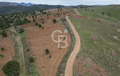 SEFERİHİSAR ULAMIŞTA 409 DÖNÜM FISTIK ÇAMI ARAZİSİ TAHSİS DEVRİ