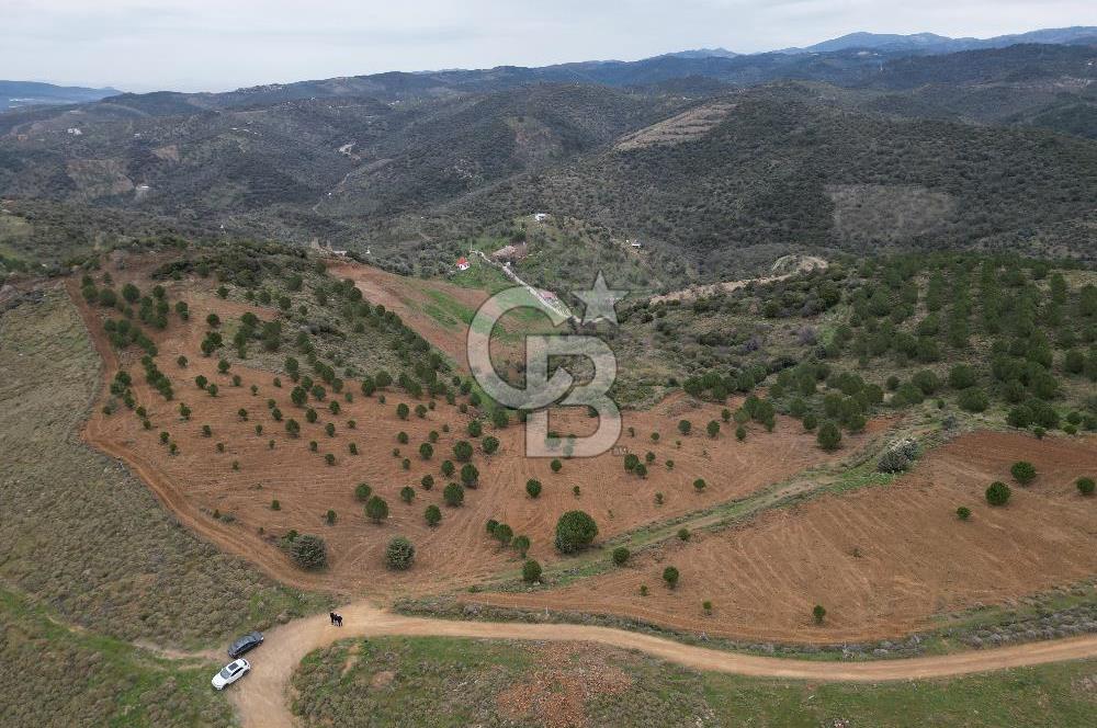 SEFERİHİSAR ULAMIŞTA 409 DÖNÜM FISTIK ÇAMI ARAZİSİ TAHSİS DEVRİ