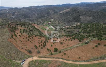 SEFERİHİSAR ULAMIŞTA 409 DÖNÜM FISTIK ÇAMI ARAZİSİ TAHSİS DEVRİ