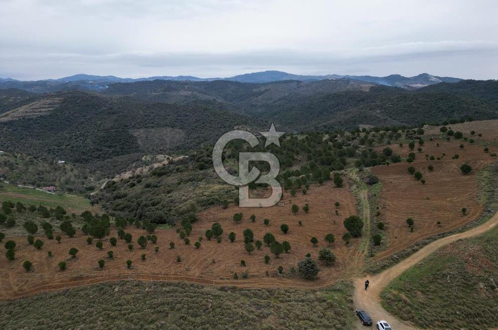 SEFERİHİSAR ULAMIŞTA 409 DÖNÜM FISTIK ÇAMI ARAZİSİ TAHSİS DEVRİ