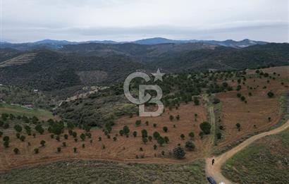 SEFERİHİSAR ULAMIŞTA 409 DÖNÜM FISTIK ÇAMI ARAZİSİ TAHSİS DEVRİ