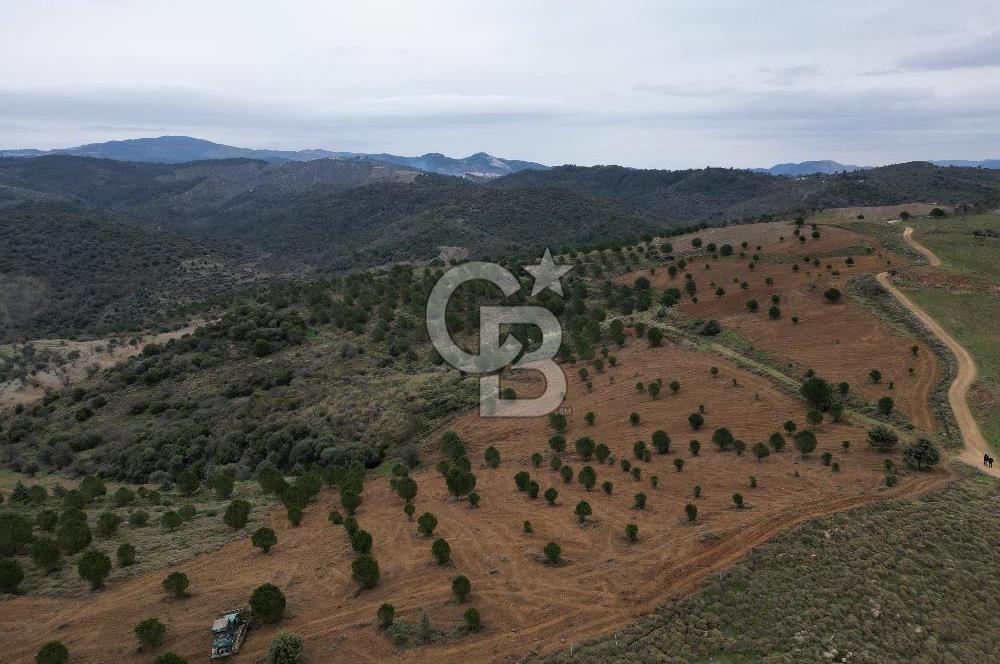 SEFERİHİSAR ULAMIŞTA 409 DÖNÜM FISTIK ÇAMI ARAZİSİ TAHSİS DEVRİ