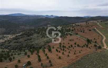 SEFERİHİSAR ULAMIŞTA 409 DÖNÜM FISTIK ÇAMI ARAZİSİ TAHSİS DEVRİ