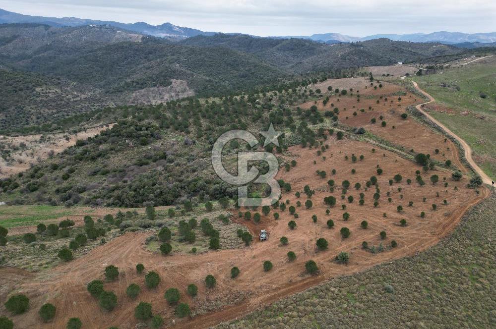 SEFERİHİSAR ULAMIŞTA 409 DÖNÜM FISTIK ÇAMI ARAZİSİ TAHSİS DEVRİ