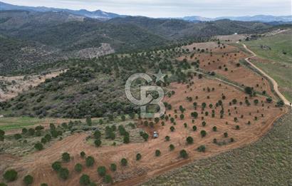 SEFERİHİSAR ULAMIŞTA 409 DÖNÜM FISTIK ÇAMI ARAZİSİ TAHSİS DEVRİ