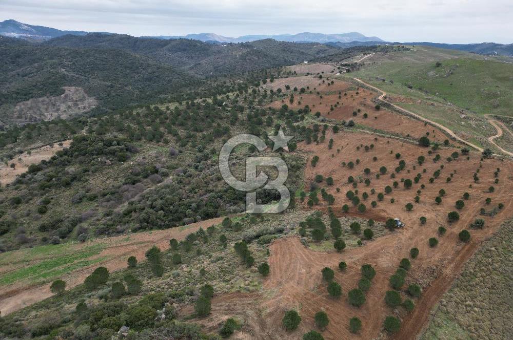 SEFERİHİSAR ULAMIŞTA 409 DÖNÜM FISTIK ÇAMI ARAZİSİ TAHSİS DEVRİ