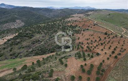 SEFERİHİSAR ULAMIŞTA 409 DÖNÜM FISTIK ÇAMI ARAZİSİ TAHSİS DEVRİ