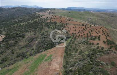 SEFERİHİSAR ULAMIŞTA 409 DÖNÜM FISTIK ÇAMI ARAZİSİ TAHSİS DEVRİ