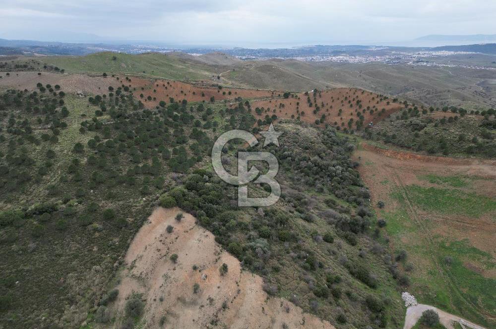 SEFERİHİSAR ULAMIŞTA 409 DÖNÜM FISTIK ÇAMI ARAZİSİ TAHSİS DEVRİ