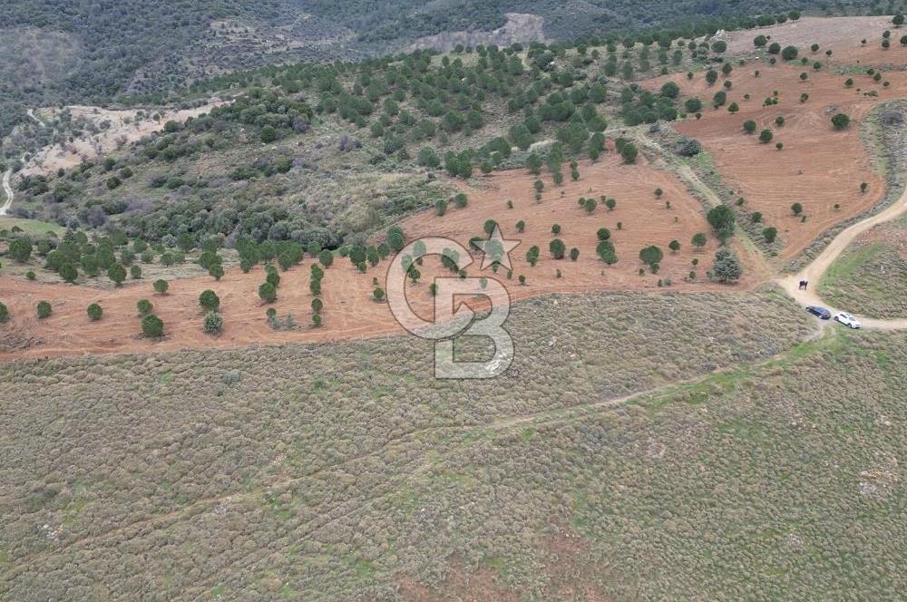 SEFERİHİSAR ULAMIŞTA 409 DÖNÜM FISTIK ÇAMI ARAZİSİ TAHSİS DEVRİ