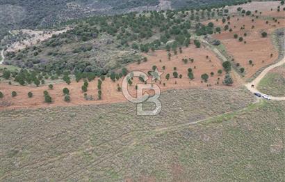 SEFERİHİSAR ULAMIŞTA 409 DÖNÜM FISTIK ÇAMI ARAZİSİ TAHSİS DEVRİ