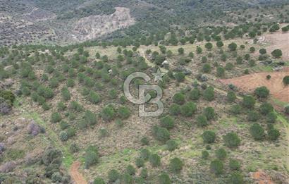 SEFERİHİSAR ULAMIŞTA 409 DÖNÜM FISTIK ÇAMI ARAZİSİ TAHSİS DEVRİ