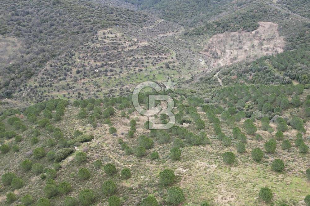 SEFERİHİSAR ULAMIŞTA 409 DÖNÜM FISTIK ÇAMI ARAZİSİ TAHSİS DEVRİ