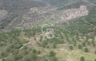 SEFERİHİSAR ULAMIŞTA 409 DÖNÜM FISTIK ÇAMI ARAZİSİ TAHSİS DEVRİ