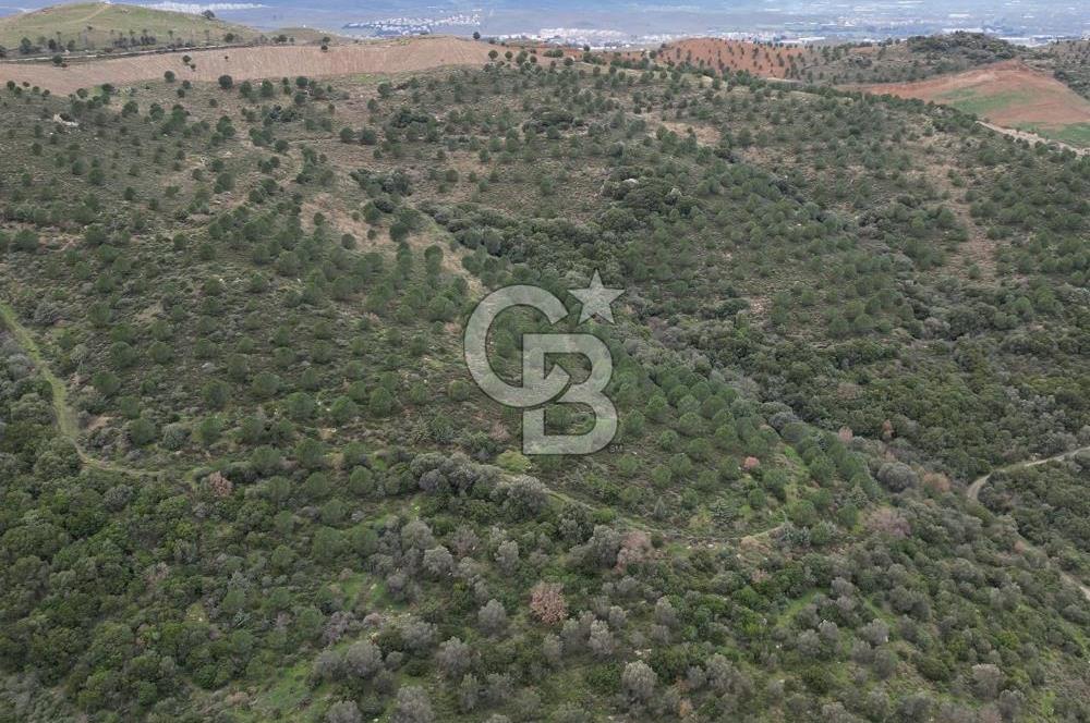 SEFERİHİSAR ULAMIŞTA 409 DÖNÜM FISTIK ÇAMI ARAZİSİ TAHSİS DEVRİ