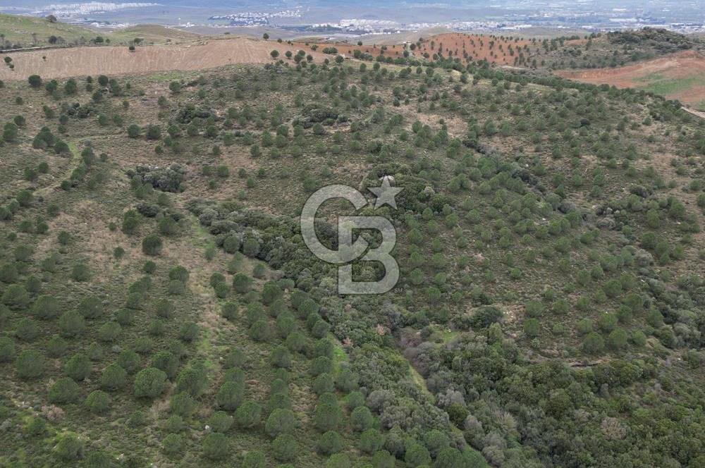 SEFERİHİSAR ULAMIŞTA 409 DÖNÜM FISTIK ÇAMI ARAZİSİ TAHSİS DEVRİ