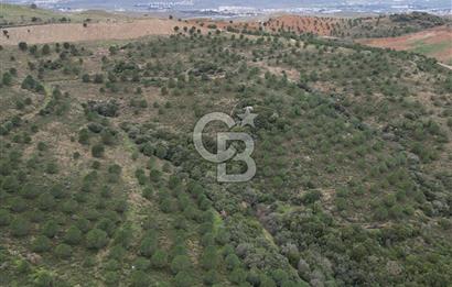 SEFERİHİSAR ULAMIŞTA 409 DÖNÜM FISTIK ÇAMI ARAZİSİ TAHSİS DEVRİ