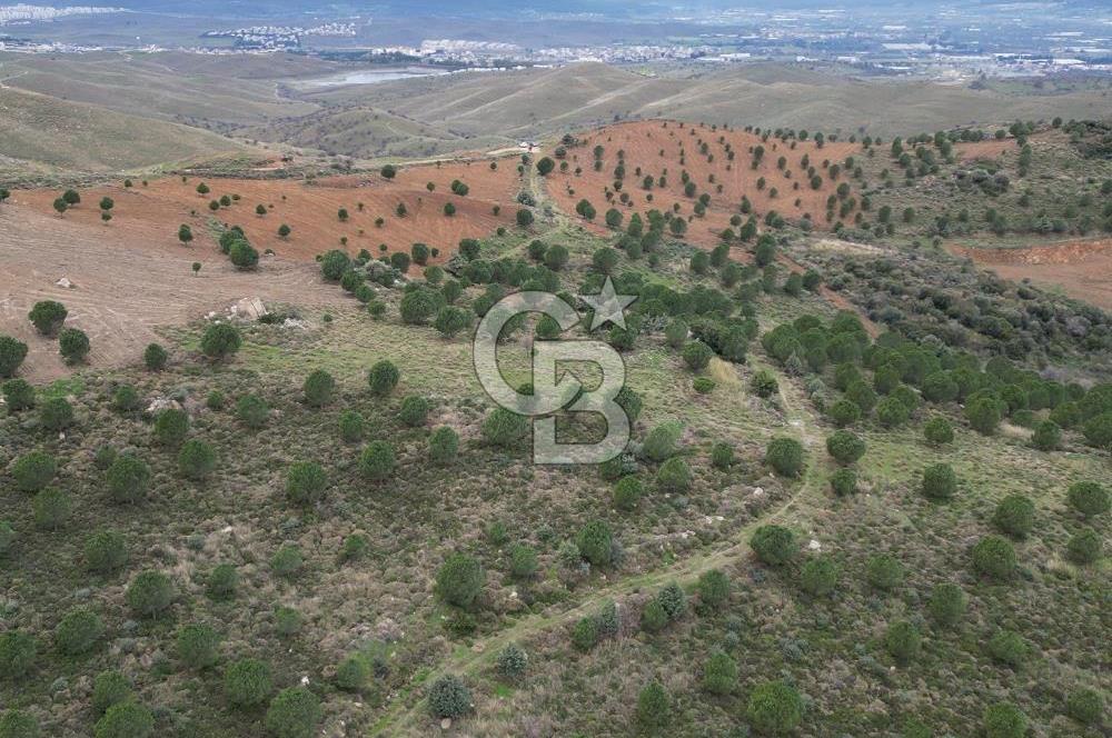 SEFERİHİSAR ULAMIŞTA 409 DÖNÜM FISTIK ÇAMI ARAZİSİ TAHSİS DEVRİ