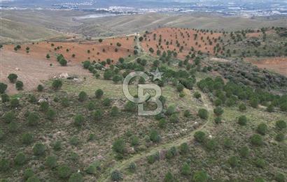 SEFERİHİSAR ULAMIŞTA 409 DÖNÜM FISTIK ÇAMI ARAZİSİ TAHSİS DEVRİ