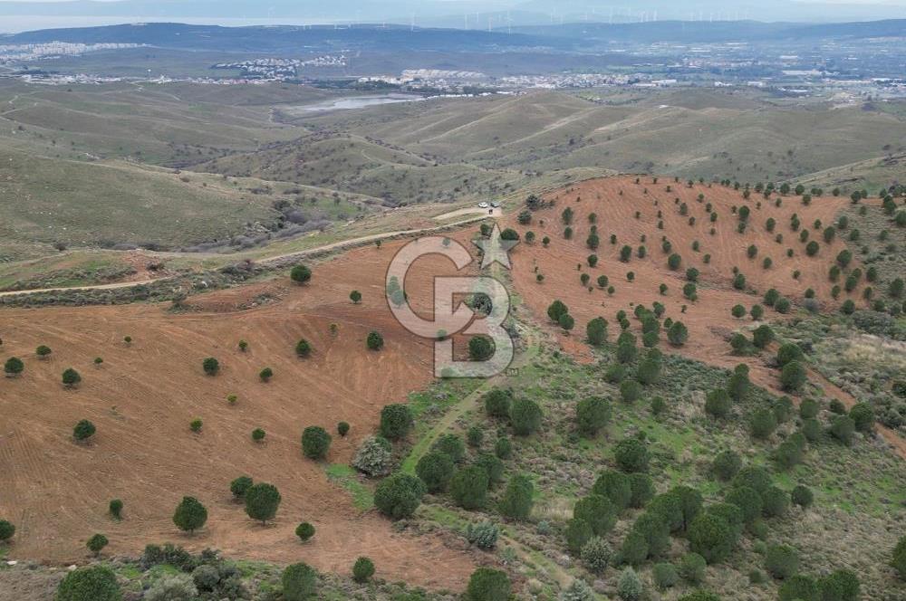 SEFERİHİSAR ULAMIŞTA 409 DÖNÜM FISTIK ÇAMI ARAZİSİ TAHSİS DEVRİ