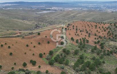 SEFERİHİSAR ULAMIŞTA 409 DÖNÜM FISTIK ÇAMI ARAZİSİ TAHSİS DEVRİ