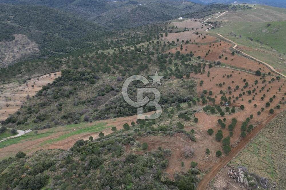 SEFERİHİSAR ULAMIŞTA 409 DÖNÜM FISTIK ÇAMI ARAZİSİ TAHSİS DEVRİ