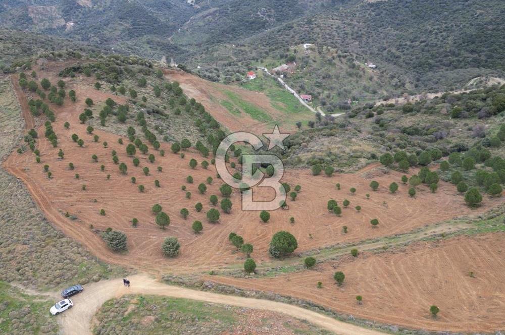 SEFERİHİSAR ULAMIŞTA 409 DÖNÜM FISTIK ÇAMI ARAZİSİ TAHSİS DEVRİ